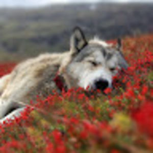 Meet your Posher, Greg